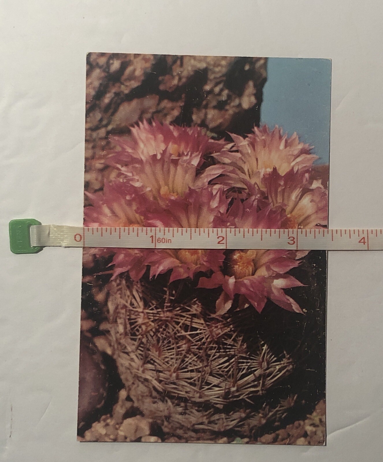 Picture 4 of 5