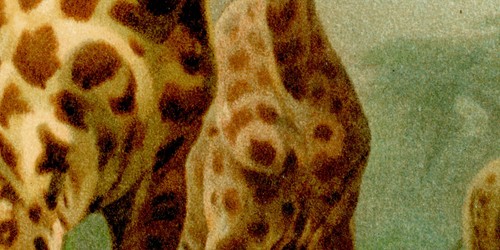 Giraffe Giraffen Afrika Savanne historische Grafik Chromolithographie ca. 1892 - Afbeelding 6 van 10