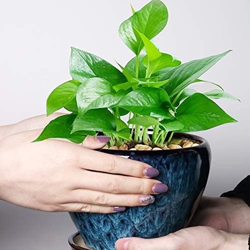 Ceramic Modern Glaze Succulent Planter Pot with Drainage Hole and 6 Inch Blue - Picture 6 of 6