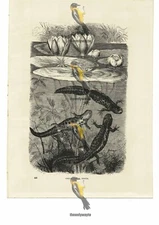 Great Water Newts, Book Illustration (Print), 1884