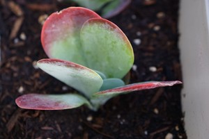 2-Kalanchoe-luciae-Flapjack-Paddle-Plant-3-4-034-succulent-fresh-cut