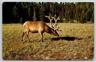Animals~Bull Elk aka Wapiti (Shawnee Indian Name)~Yellowstone Pk~Vintage PC