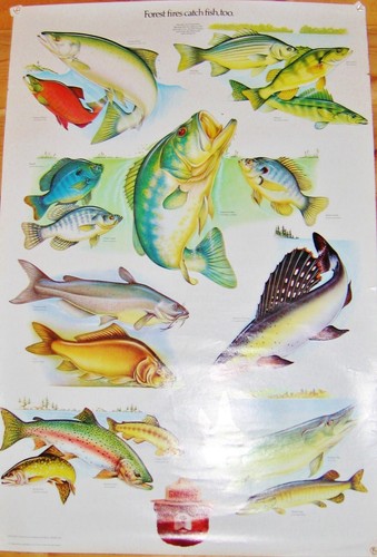 Wonderful Minnesota Game Fish Poster