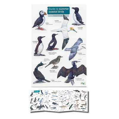 Bird Identification Chart Uk