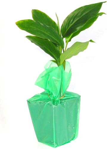 HAWAIIAN KAHILI YELLOW GINGER HEDYCHIUM GARDNERIANUM STARTER PLANT - NO BLOOM - Picture 2 of 8