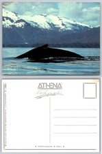 Humpback Whale IV Postcard Duncan Murrell Athena Photographics Wildlife Nature