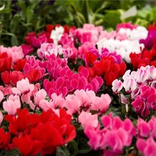 Cyclamen Plant Mix - UK Hardy Garden Ready Alpine Violet