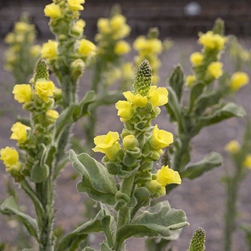 REAL Mullein Extract - Traditional Lung Respiratory - Drops 2oz USA - Picture 10 of 11