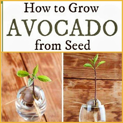 4 HASS AVOCADO Seeds Plus Free 20 PAPAYA SEEDS, Free Shipping - Picture 3 of 5