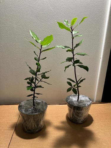 Organic Bay Laurel Tree, Mediterranean, Bay Leaves, Inside/Outside Evergreen - Picture 8 of 9