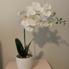 Picture 4 of 9
