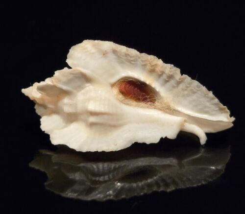 Muricidae Timbellus Bednalli - White - 45mm - Beautiful Wings & Structure - Picture 2 of 7