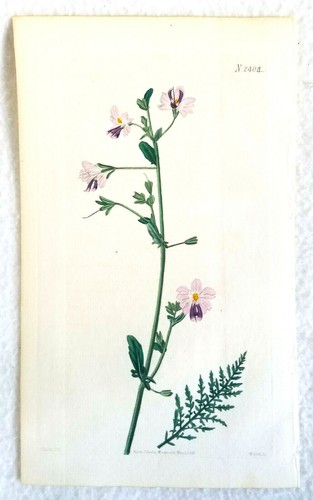 Impresiones florales antiguas 3 litografías Curtis 9" X 6" 1815/23/25!¡PRECIO CADA UNA! - Imagen 5 de 5
