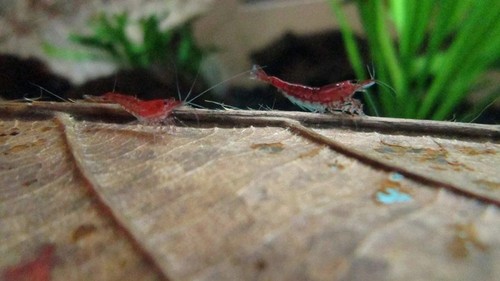 Nano Starter Package for Shrimp tanks - Freshwater Shrimp Snails Betta Fish Crab - Picture 3 of 10