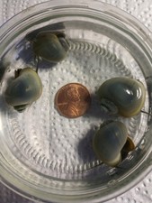 Blue Mystery Snails 3 3 Random colors Free