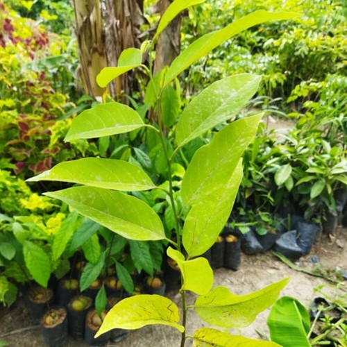 Purple-Red Sugar Apple Plant Annona Squamosa Fruit Tree Tropical Tall 20 inchs - 第 11/11 張圖片