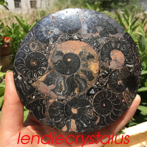 1pc Natural Ammonite Fossil Quartz Crystal 110MM disk shell plate conch+stand - Picture 12 of 12