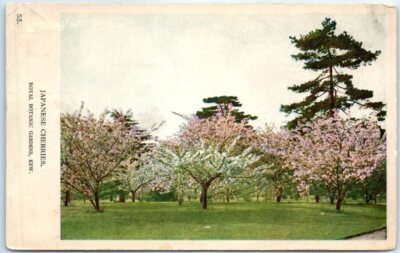 #ad Japanese Cherries Royal Botanic Gardens Kew London England United Kingdom $3.46