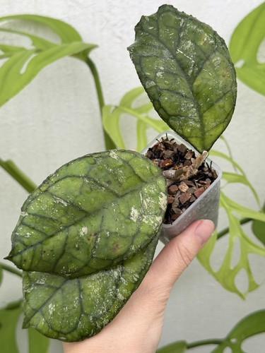 ✨Hoya Svetlana EPC 959✨(Very Rare)~Established Indoor/Outdoor Plant🌿