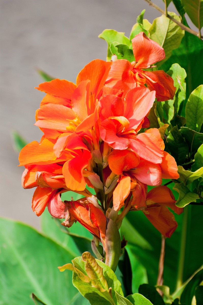 5 ORANGE CANNA LILY Indian Shot Arrowroot Canna Indica Flower