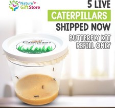 5 Live Caterpillars for Butterfly Growing Kit - Refill Your Painted Lady Butterf