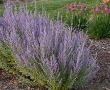 russian sage plant SAGE ADVICE (1)