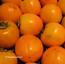 Diospyros KAKI 'Tipo' - Kakibaum veredelt - winterharte Pflanze 150-170cm Frucht