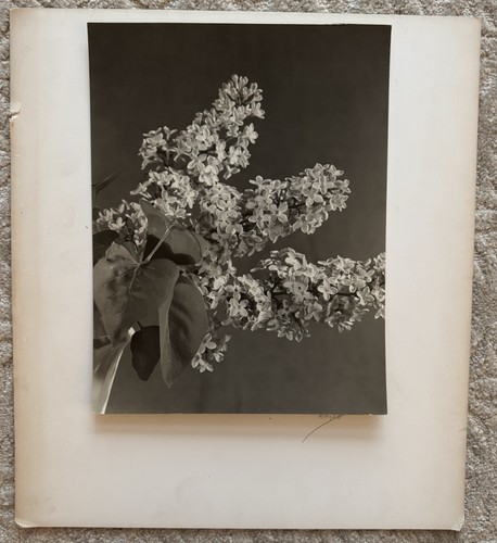 Signed 1940s Black & White Floral Still Life Photograph E.A. Marsh NYC - Picture 2 of 5