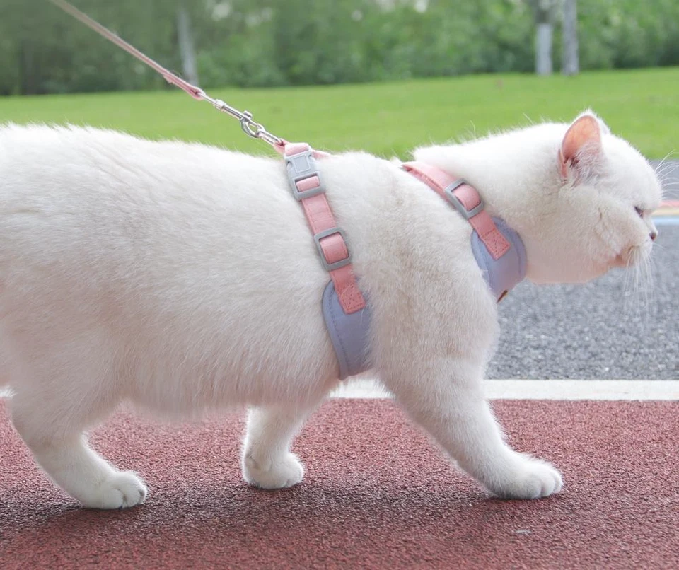 Katzenleine & Welpenleine, Katzengeschirr mit Leine, ausbruchsicher & hochwertig - Bild 2 von 4