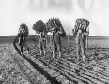 Kent County Council workmen carrying snow drifting fences re - 1957 Old Photo 1