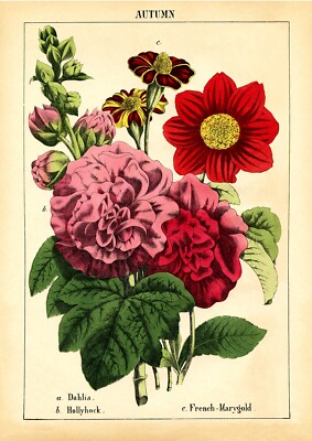 Herbstblumen - Vintage botanischer Druck Repro. (210 x 297 mm - 8,25 Zoll x 11,75 Zoll).