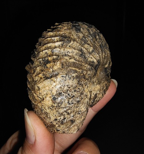 ¡INCREÍBLE AMONITA!!! ANATOMITAS TRIÁSICAS DE TIMOR, INDONESIA, 60MM - Imagen 9 de 10