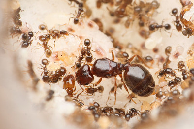Pheidole Bicarinata 5-10 Worker Colony | Big-Headed Ant (Feeder)