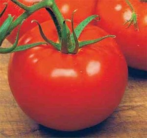 Ace 55 Vf Tomato Seeds Bulk 50 Per Pkt Low Acid Variety Vf Tomato Seeds Bulk 50 Per Pkt