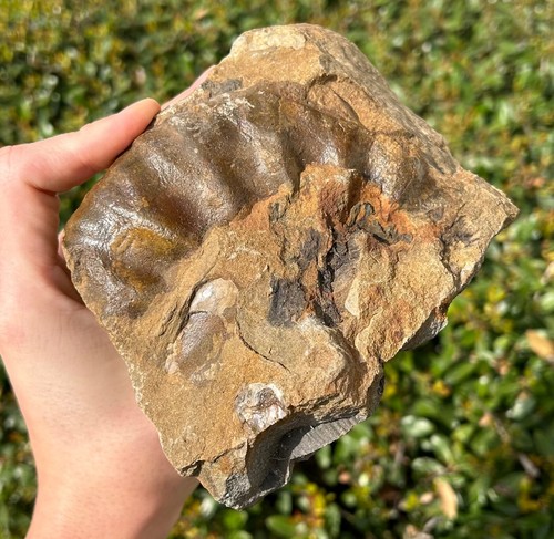 HUGE Alaska Fossil MULTI PLATE Ammonite Bivalves Cretaceous Talkeetna Mountains - Picture 8 of 8