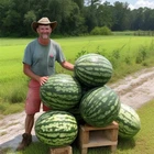 ?20 FLORIDA GIANT WATERMELON SEEDS | HEIRLOOM NON-GMO | HUGE | FREE SHIPPING