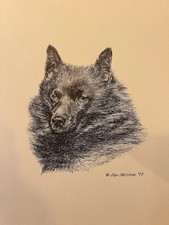 Schipperke  Vintage Print By Jan Jellins 8 X 10