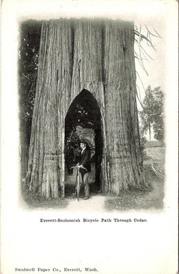 Everett-Snohomish BICYCLE Path Through Cedar, EVERETT, Washington Postcard