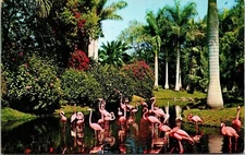 Tropical Florida Pink Flamingos Plantlife Palm Trees Scenic Chrome Postcard
