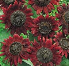 VELVET QUEEN SUNFLOWER SEEDS 50+ ANNUAL GARDEN BEES BIRDS Free Shipping