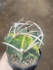 Astrophytum Capricorne Buffalo Suigyu variegated succulent seedgrowth WYSIWYG 1