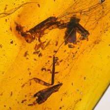 DRAGONFLY ODONTA Yijenplatycnemis huangi in Burmese / Burmite amber fossil