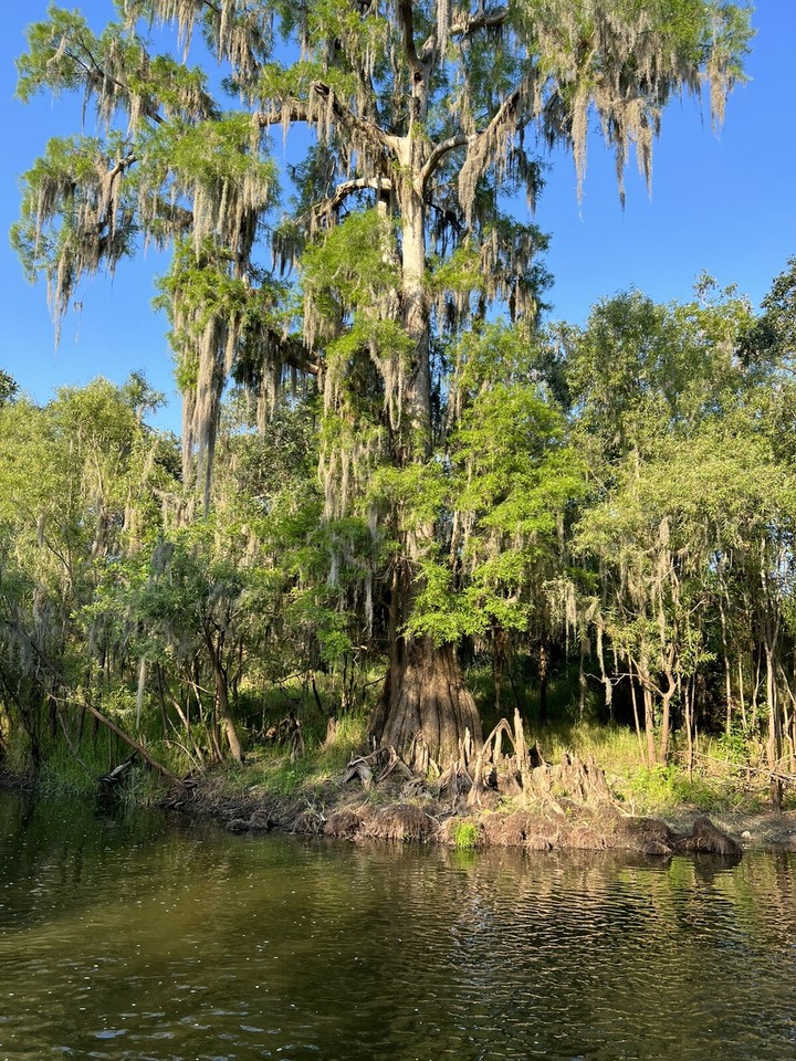 FOSSILIZED EXTINCT TIGER SHARK TOOTH..7/8 Inch From The Peace River
