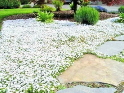 #ad 501SNOW IN SUMMER Flower Seeds Perennial Flowering Groundcover Drought Tolerant $3.65
