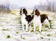 Welsh Springer Spaniel LimEd Art Print First Snow of Winter Steven Nesbitt*