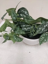 Threshold Heartleaf Tabletop Arrangement