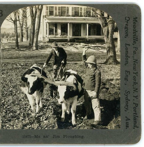Jim & Jack Aratura con giovani buoi Keystone Stereoview c1910