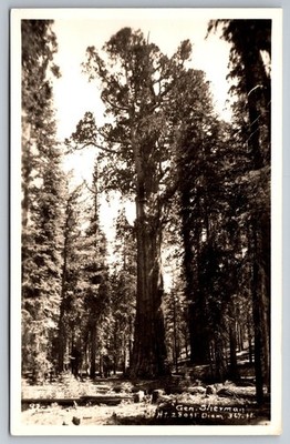 General Sherman Tree, 280 Ft. Tall, 36 Ft. Around   Sequoia, CA   RPPC Postcard