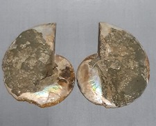 Amonite Fossil (Please read description)