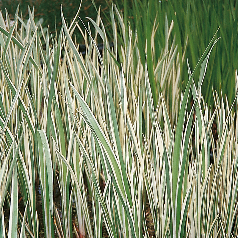 Variegated Sweet Flag Acorus calamus LIVE Water Plant Pond Reed Aquatic ...